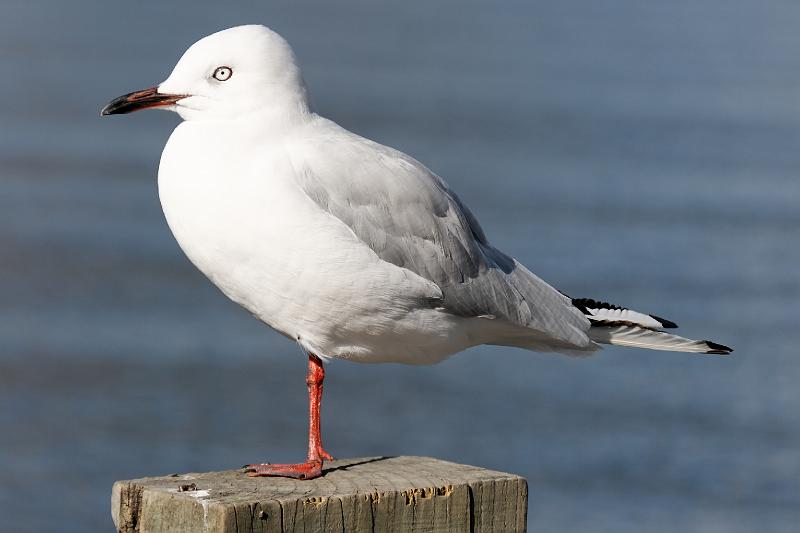 2007 03 25 Queenstown 015_DXO.jpg